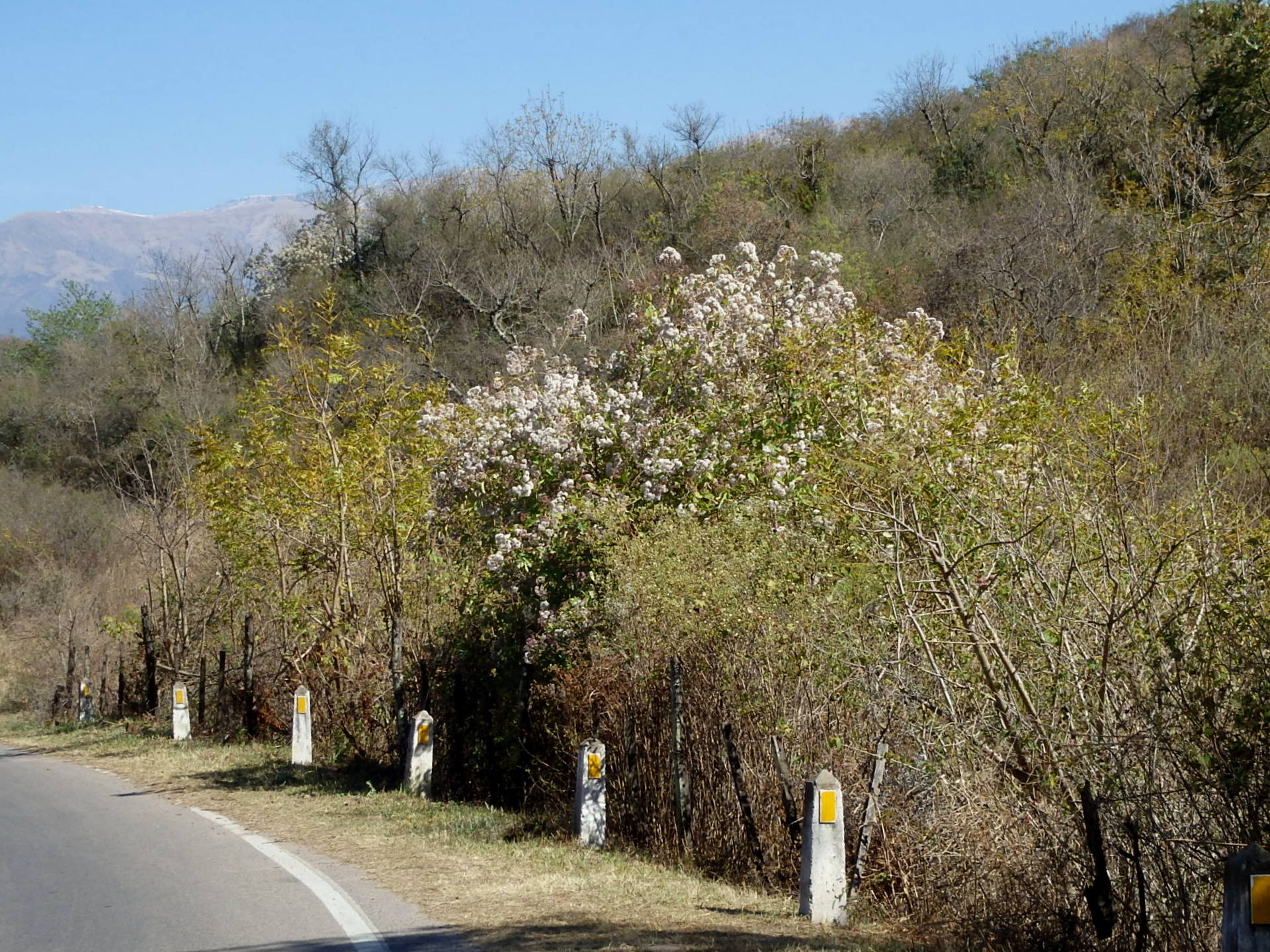 It is spring time in Argentina.